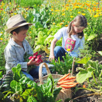 Gemüsebeet, Hochbeet & Gemüsegarten für Kinder